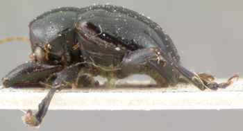 Media type: image; Entomology 9801   Aspect: habitus lateral view